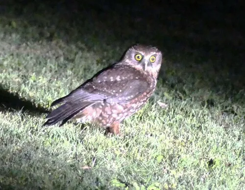 Ruru (Morepork)