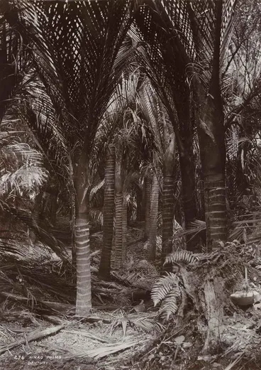 Image: Nikau Palms (82)