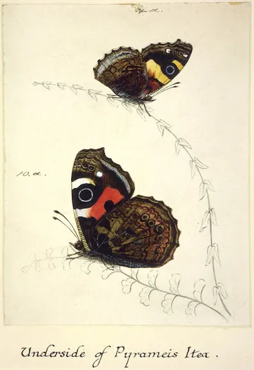 Image: Insects and Minibeasts