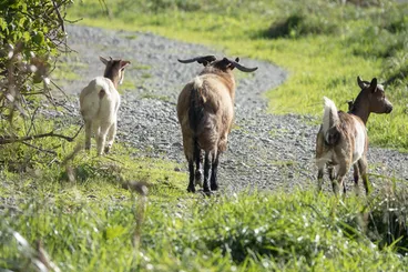 Image: Domestic Goat