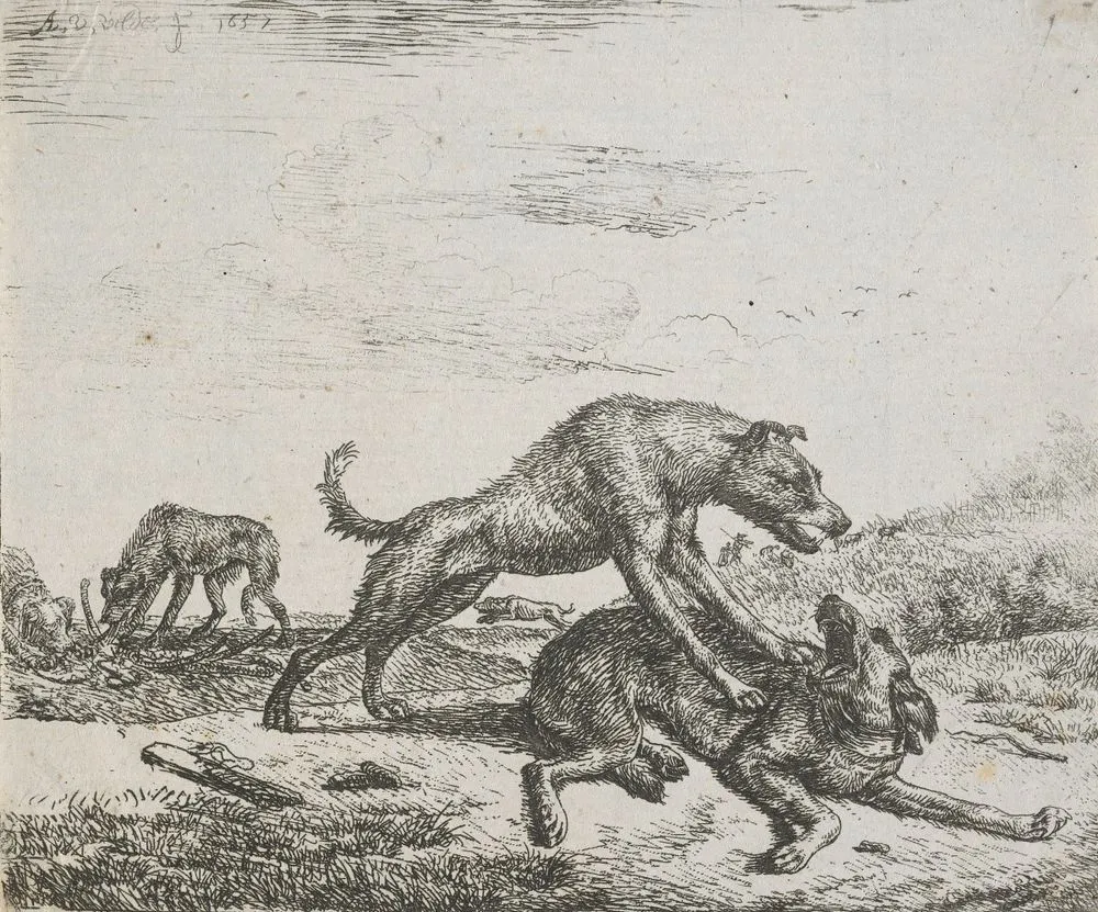 Various animals. Two dogs fighting