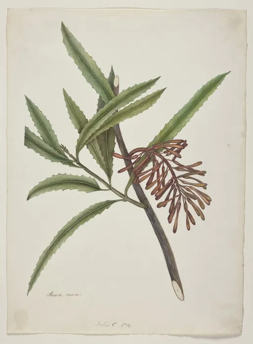 King, Martha 1803?-1897 :Rewa rewa. Honeysuckle. Folio C No. 14. [1842]