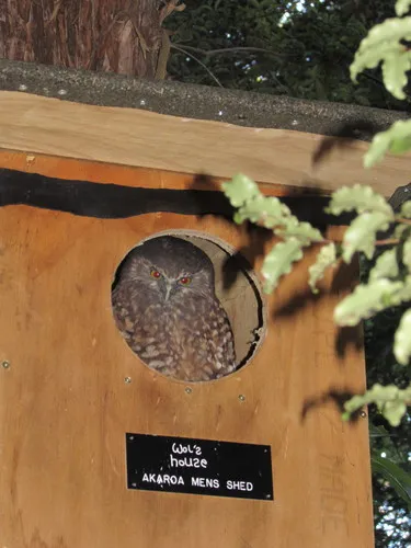 Morepork