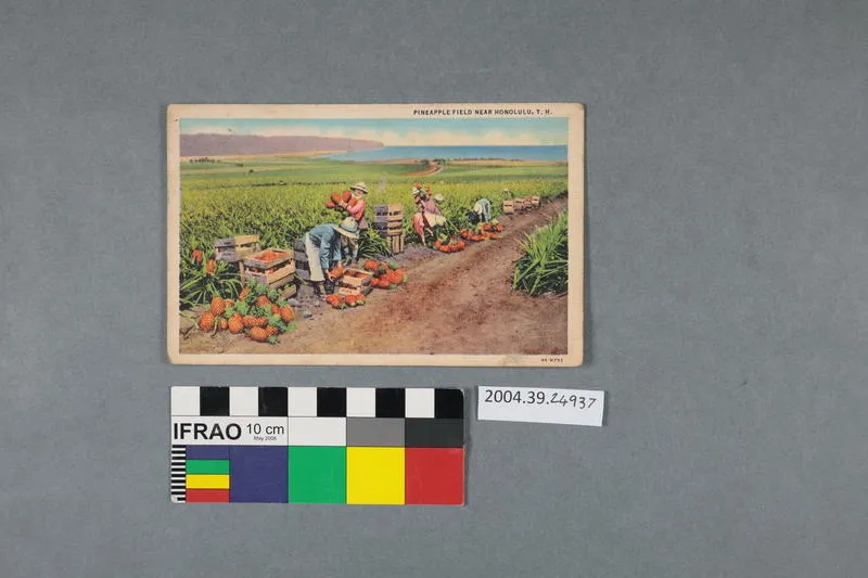 Postcard: Pineapple Field Near Honolulu