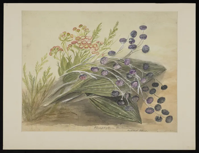 Harris, Emily Cumming, 1837-1925: Pleurophyllum criniferum (Auckland Island). [1890s?]