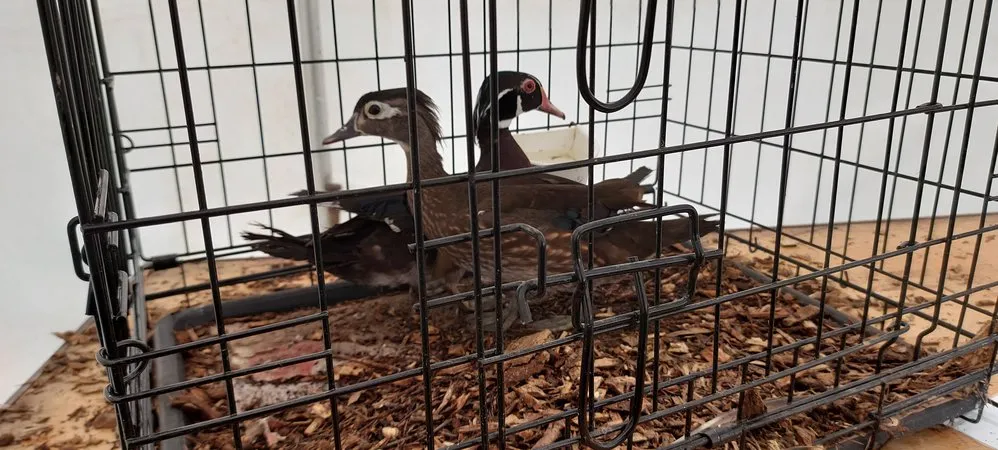 Tokomairiro A&P show 2020