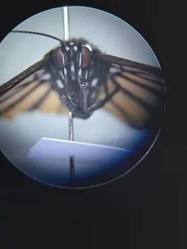 Image: Monarch
