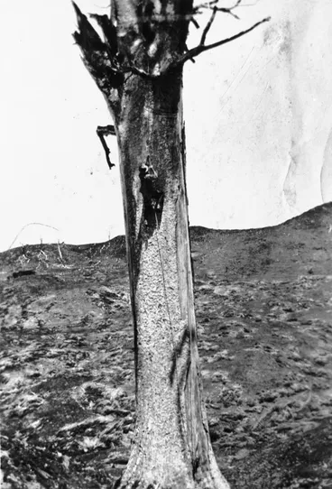 Image: Climbing a kauri tree for gum.