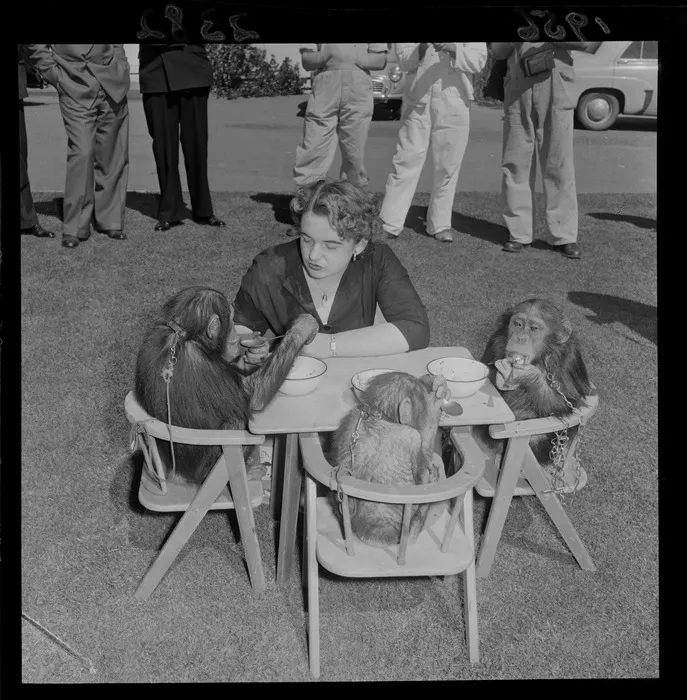 Chimpanzees' teaparty, Wellington Zoo