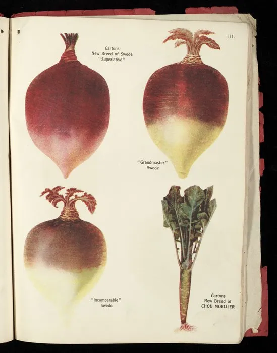 [Wright Stephenson & Company Ltd] :Gartons new breed of swede "Superlative"; "Grandmaster" swede; "Incomparable" swede; Gartons new breed of Chou Moellier [1924]
