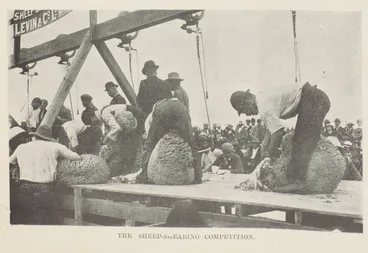 Image: The sheep-shearing competition
