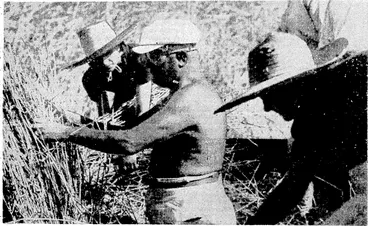 Image: Signor Mussolini, who glories- in physical feats, strips to the waiit to aid in the harvesting of wheat on a farm in the reclaimed marshes of the Agraromano this autumn. (Evening Post, 15 October 1938)