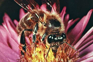 Image: Taking nectar from a flower