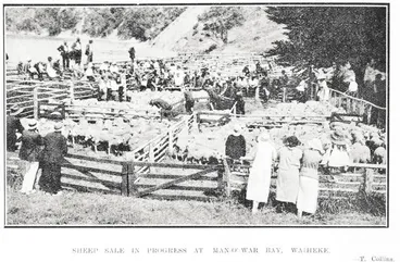 Image: Sheep Sale In Progress At Man-O'-War Bay, Waiheke