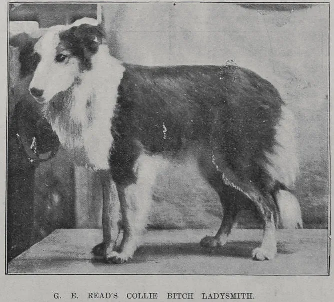 G E Read's Collie bitch 'Ladysmith'