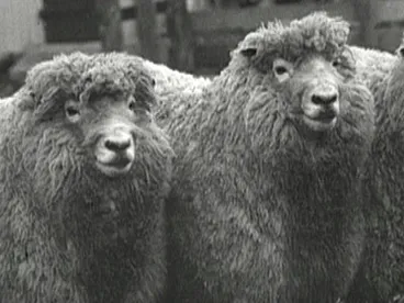 Image: Waiorongomai - Waters of Repute