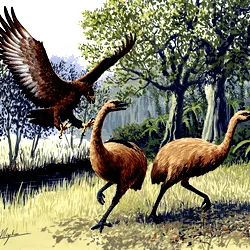 Giant Haast's eagle attacking New Zealand moa (Art: John Megahan)