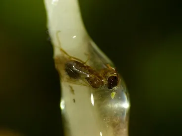 Image: Captured by fungus & slimed to death.