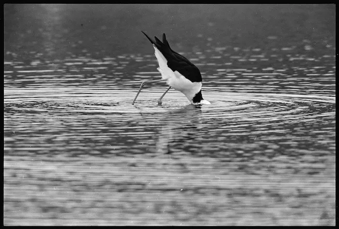 Pied stilt, Pauatahanui Inlet, Porirua Harbour - Photograph taken by Ross Giblin