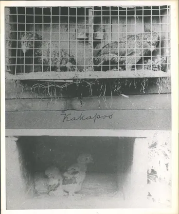 Image: Kakapo & Babies