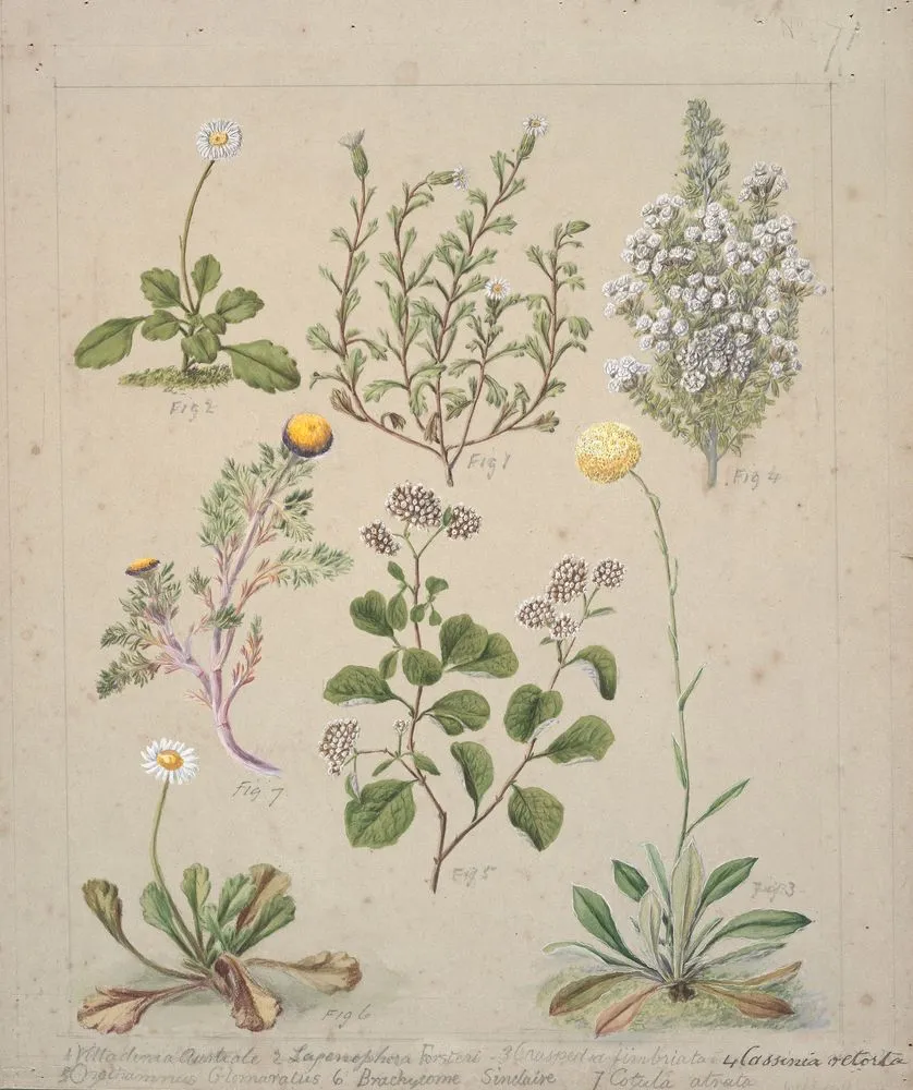 [Villadirua Australe; Lapenophora Forsteri; Craspeda finbriata; Cassinia retorta; Orathamnus Glomaratus; Brachycome Sinclarii; Cotula atrata;]