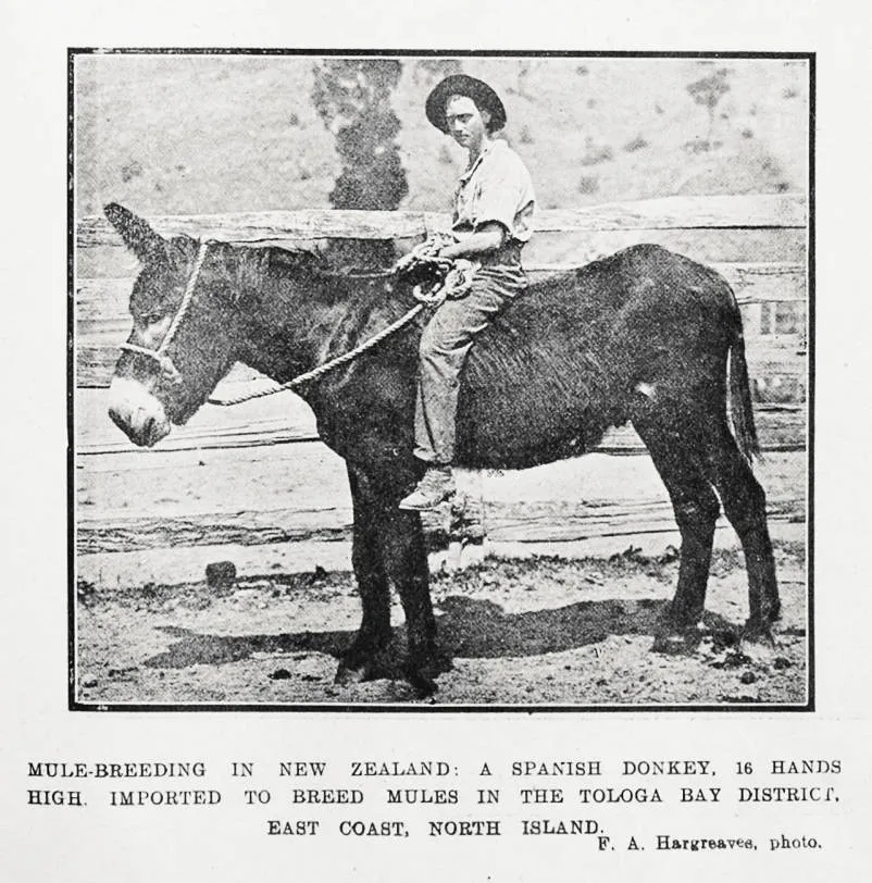 Mule-breeding in New Zealand