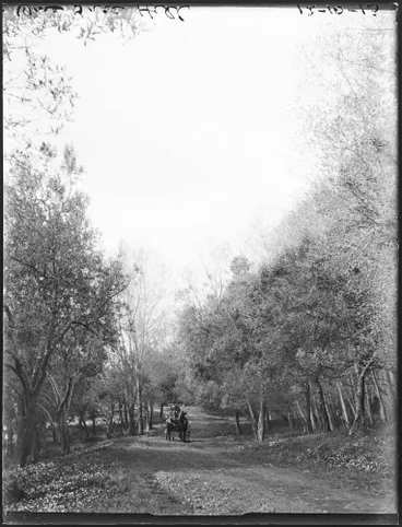 Image: Olive grove in Cornwall Park, 1913