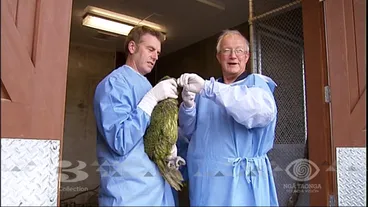 Image: 3 News at 6pm - Fri 24/10/2008 6:00pm - KAKAPO