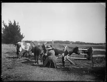 Image: Woman milking a house cow, probably Taranaki region