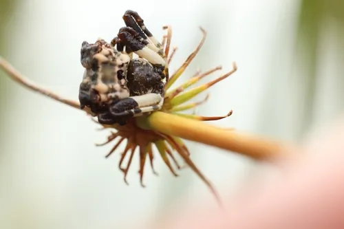 Common Bird-dropping Spider
