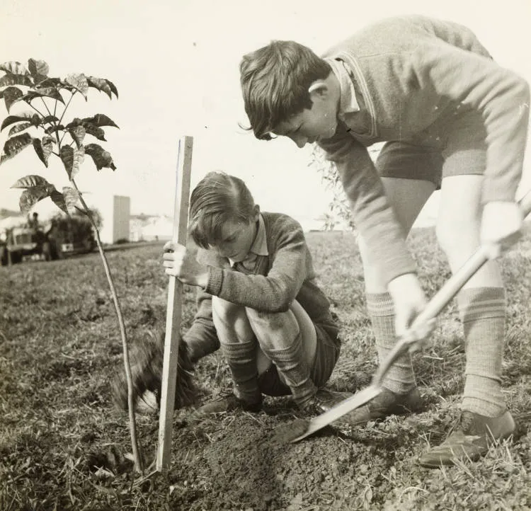 Tree planting project, Ōtara, 1968