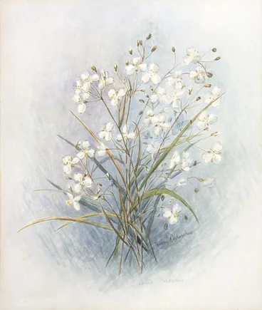 Image: Richardson, Fanny Eva, 1872-1954 :Libertia ixioides. [ca 1900].
