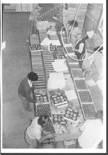 Image: Kiwifruit packing