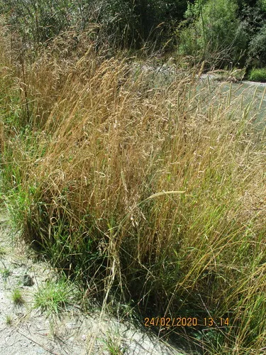 orchard grass