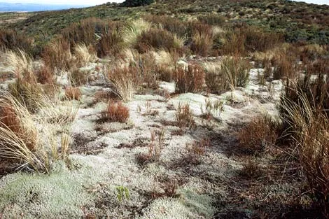 Tussock–shrubland, Blue Mountains, West Otago