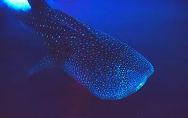 Whale shark Image: Whale shark