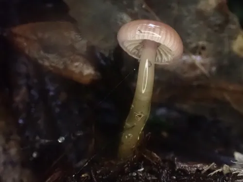 Gliophorus versicolor