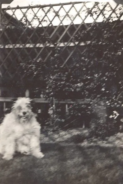 Scotty dog by trellis