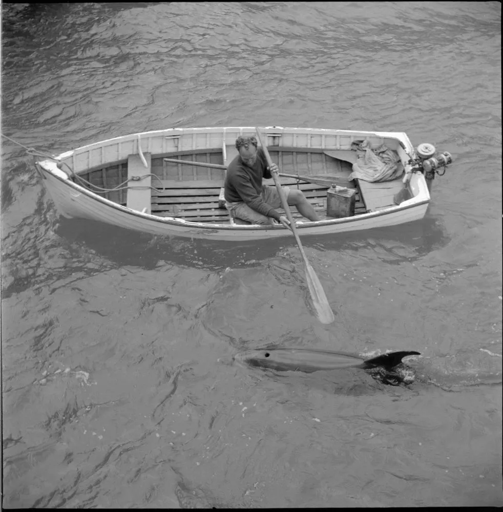 Opo the dolphin, Opononi