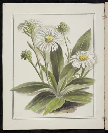 Image: Harris, Emily Cumming, 1837-1925: Celmisia Holosericea. [1890-1896].