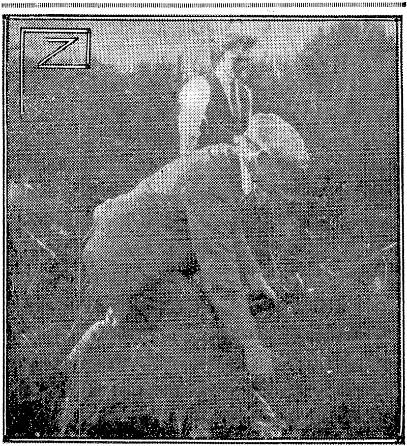 SEARCHING FOR CLUES  Detective Studholme (without coat) and an assistant are shown engaged m the strenuous work of searching the thick scrub for clues. A few minutes after this photograph was taken the spanner used by the murderer was found. (NZ Truth, 23 June 1927)
