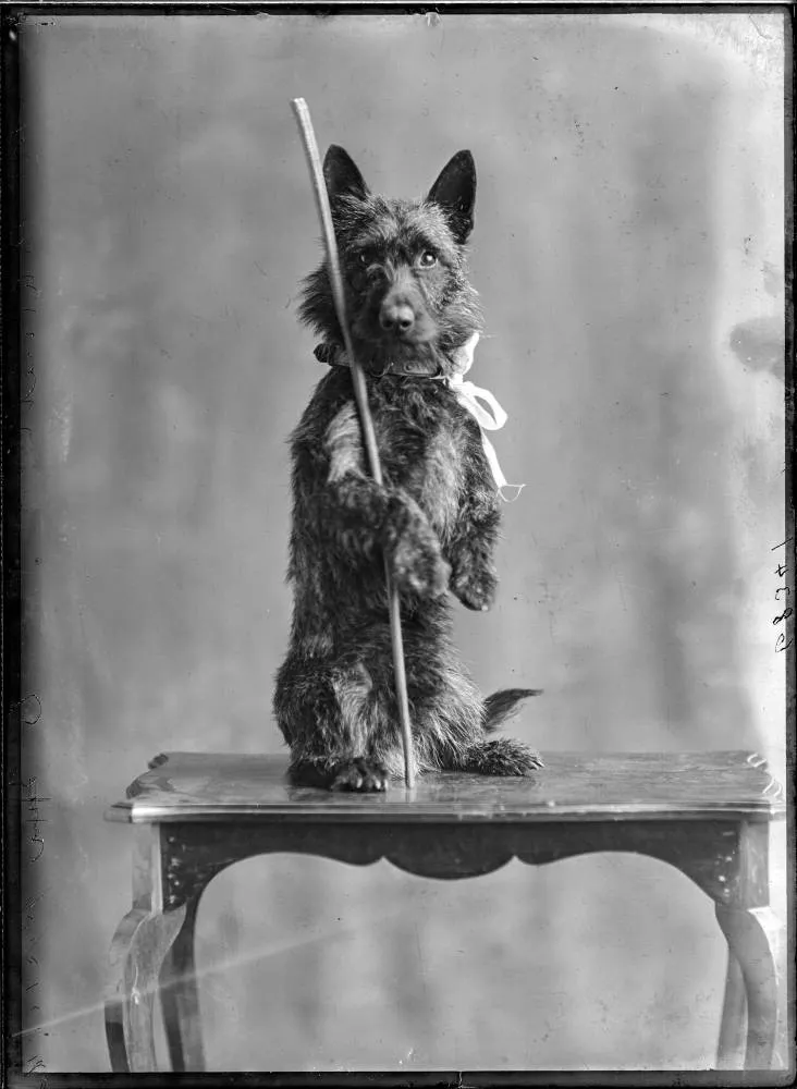 Miss Barnett's dog, 1911