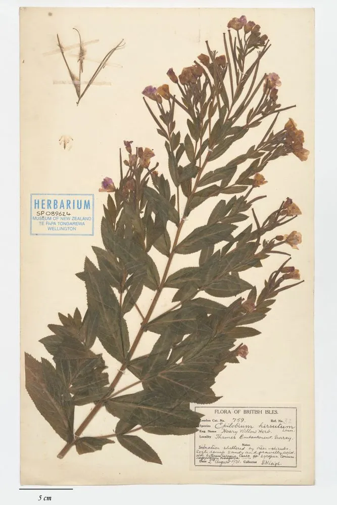 hoary willow herb, Epilobium hirsutum L.