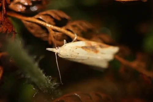 Apoctena conditana