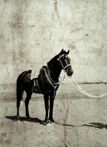 Image: Sinai & Palestine