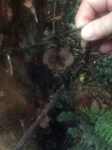 Image: Common Gilled Mushrooms and Allies