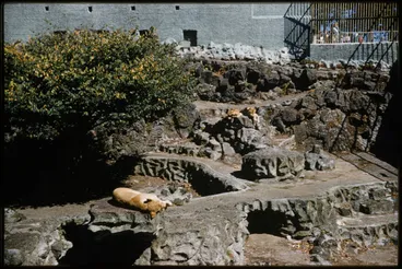 Image: Lions at Auckland Zoo