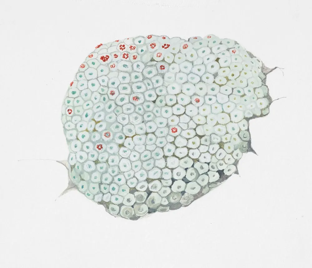 Watercolour illustration of the North Island vegetable sheep (Raoulia rubra), published on page 46 of 'Mountain Flowers in New Zealand'.