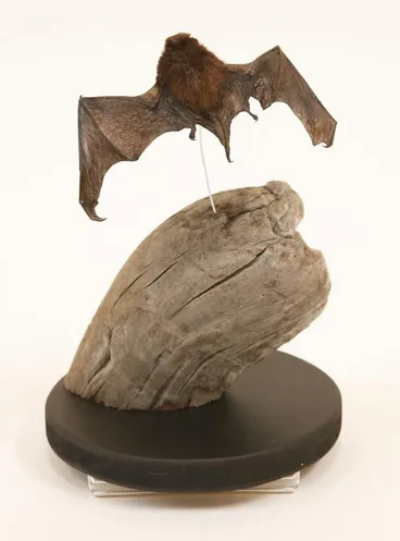 Image: Pekapeka-tou-roa / long-tailed bat (Chalinolobus tuberculatus)