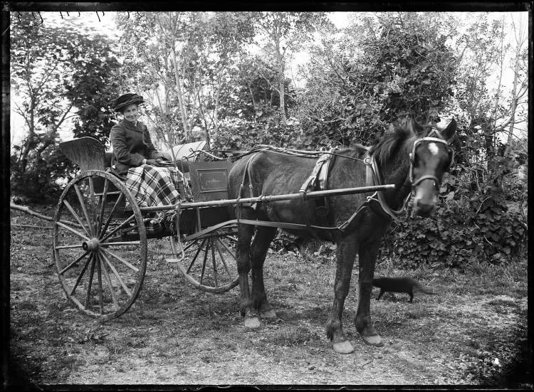 Horse and trap, 1904